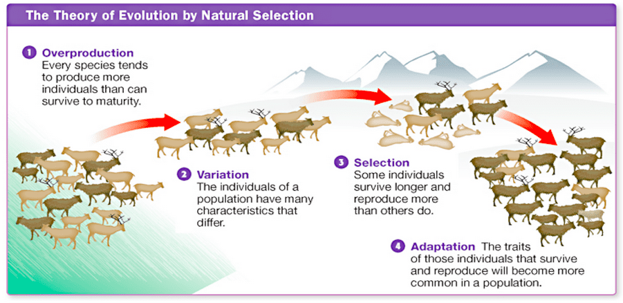 Charles Darwin Life Voyage Evolution By Natural Selection