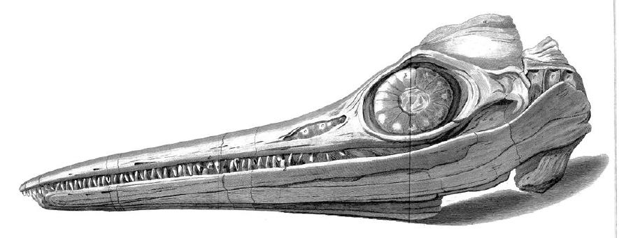 A drawing from an 1814 paper of the Ichthyosaur skull