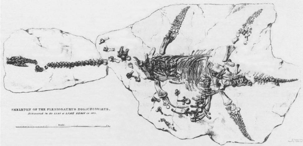 A drawing of the Plesiosaur skeleton found by Anning in 1823